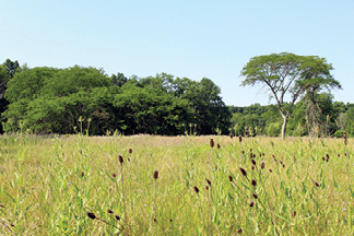 sagamore land