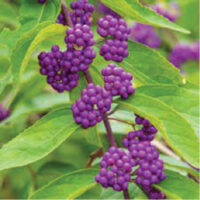 VB13-Beautyberry-12-23