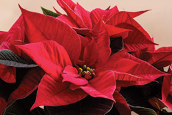 B22-Poinsettia-12-24