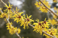 B03-WitchHazel-03-25